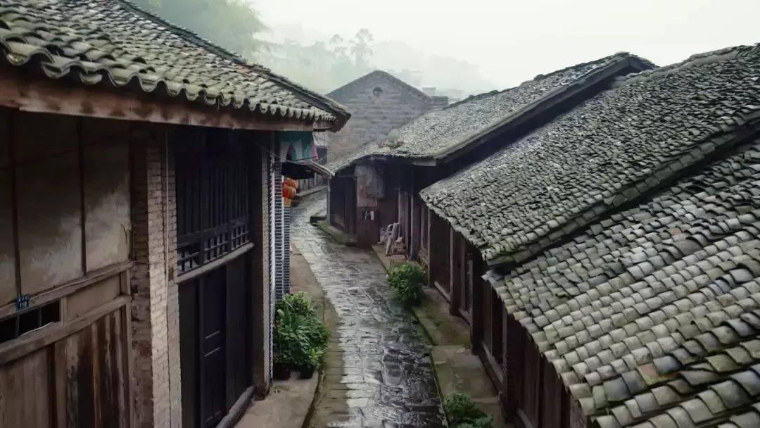 小长颈鹿逃离